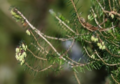 Erica carnea