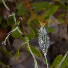Amphipogon