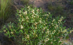 Petrophile squamata