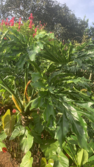 Thaumatophyllum bipinnatifidum