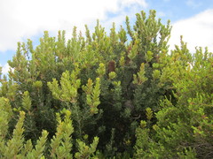 Banksia praemorsa