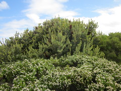 Banksia praemorsa