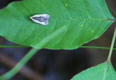 Dichomeris inserrata