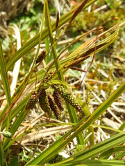 Carex coriacea