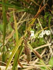 Carex coriacea