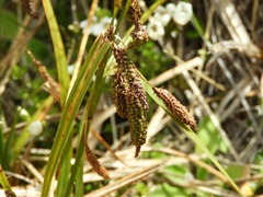 Carex coriacea
