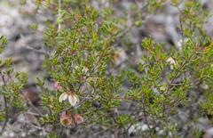 Boronia crassifolia