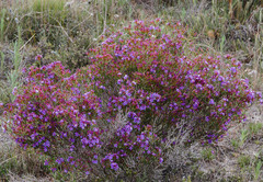 Calytrix leschenaultii