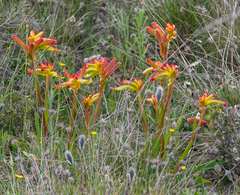 Anigozanthos humilis humilis