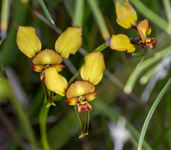 Diuris brachyscapa