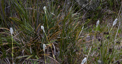 Amphipogon
