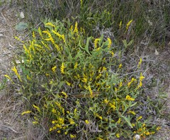 Synaphea petiolaris