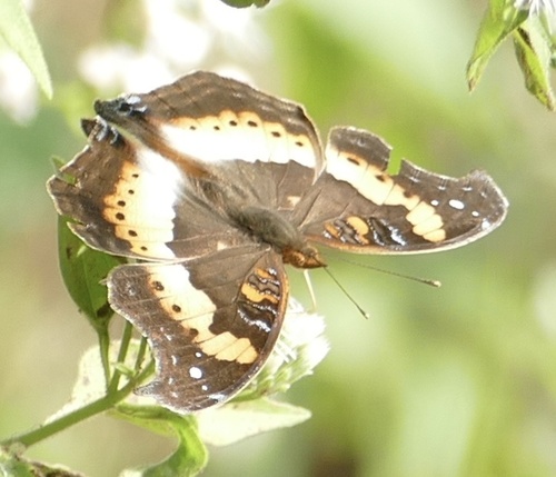 Common Commodore