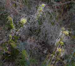 Opercularia vaginata