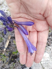 Agapanthus walshii