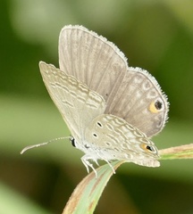Euchrysops