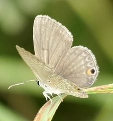 Euchrysops