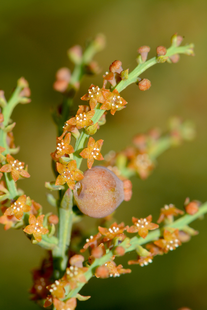 Leptomeria cunninghamii