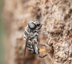Malometasternum rufocaudatum
