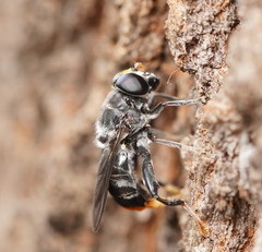 Malometasternum rufocaudatum