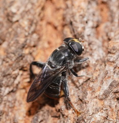 Malometasternum rufocaudatum