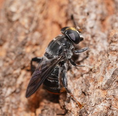 Malometasternum rufocaudatum