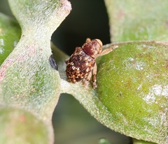 Storeus albosignatus