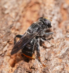 Malometasternum rufocaudatum