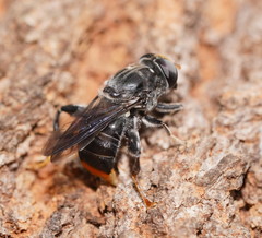 Malometasternum rufocaudatum