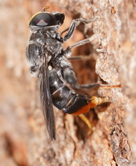Malometasternum rufocaudatum