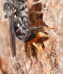 Malometasternum rufocaudatum