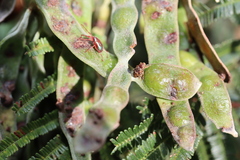 Storeus albosignatus