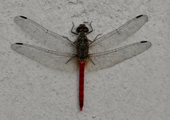 Bradinopyga strachani