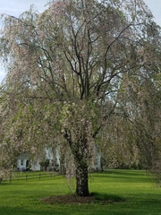 Prunus pendula