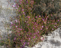 Boronia crassifolia