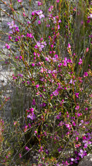 Boronia crassifolia