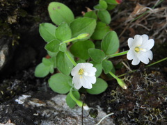 Epilobium astonii