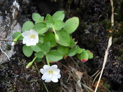 Epilobium astonii