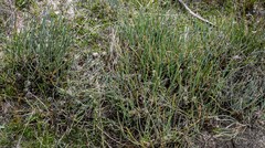 Petrophile prostrata