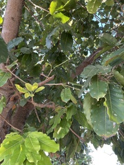 Ficus annulata