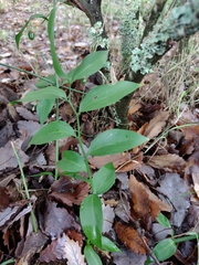 Ruscus hypophyllum