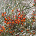Daviesia incrassata teres - Photo (c) vr_vr, some rights reserved (CC BY-NC)