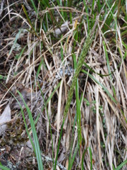 Carex corynoidea
