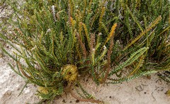 Banksia arctotidis