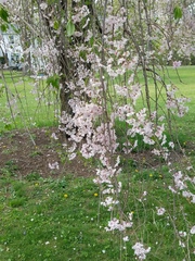 Prunus pendula