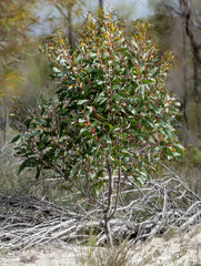 Hakea laurina