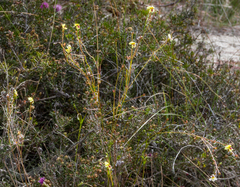 Goodenia trinervis