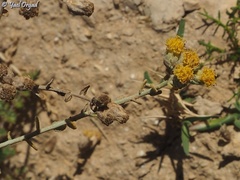 Achillea fragrantissima