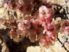 Anabasis articulata
