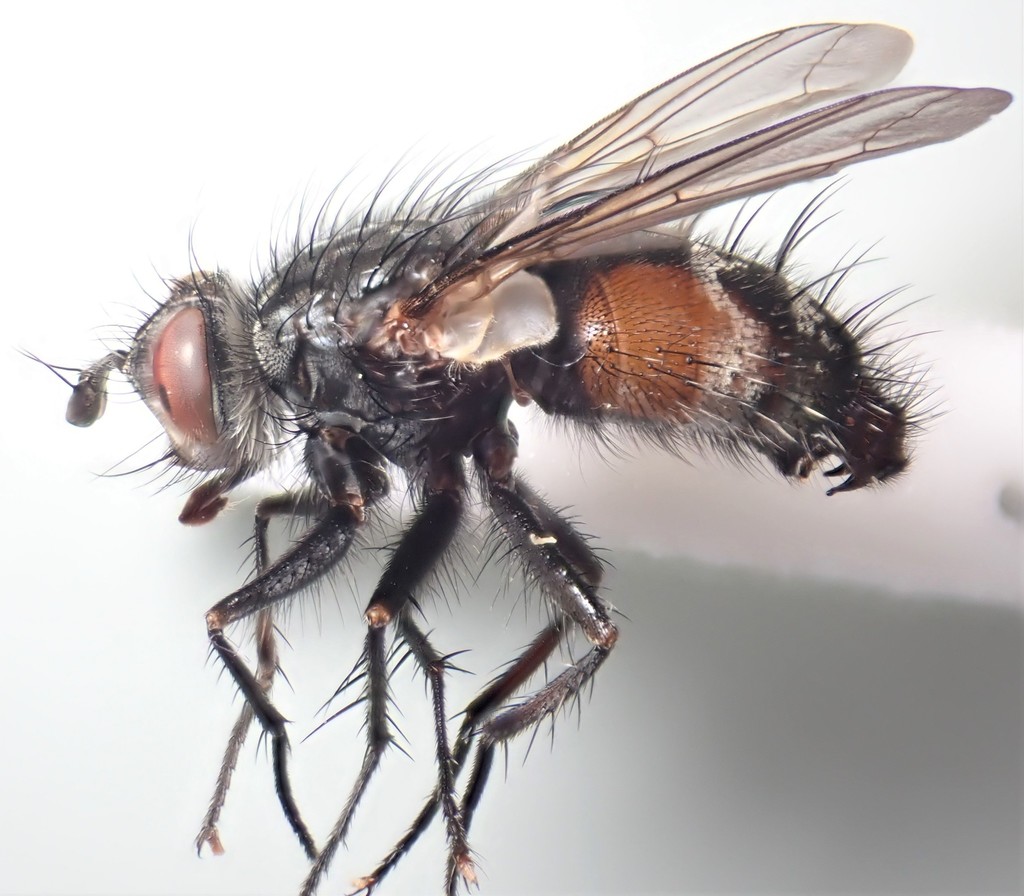 Linnaemya rossica